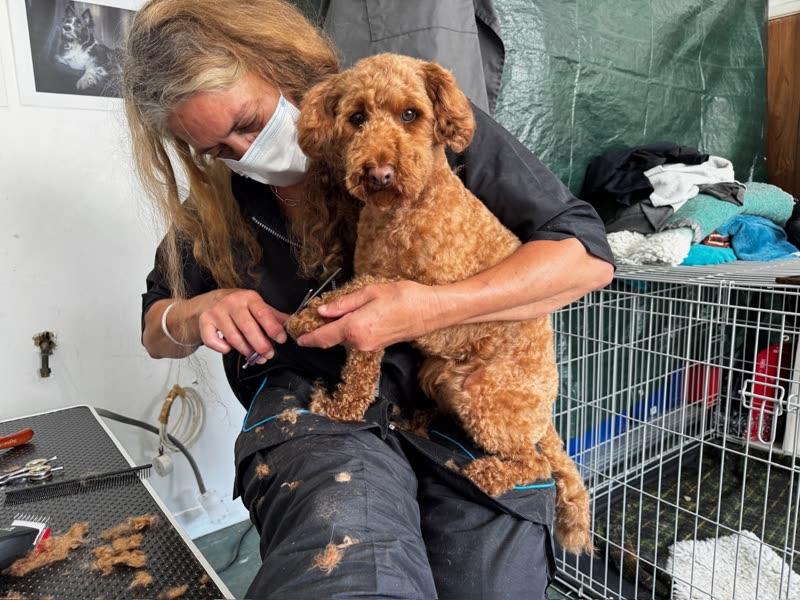A groomer trimming the paw of a freshly clipped apricot cockapoo in the grooming room at Penwith Pooch Parlour