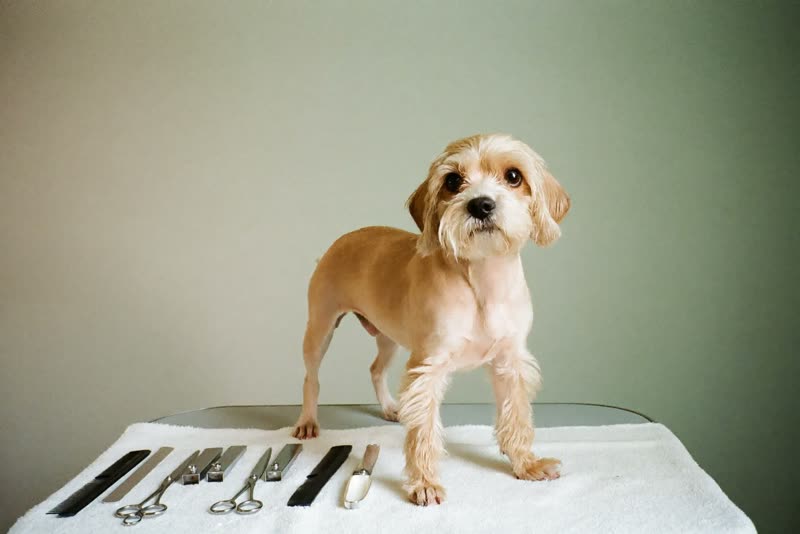 A dog waiting on the grooming table beside the tools of the trade