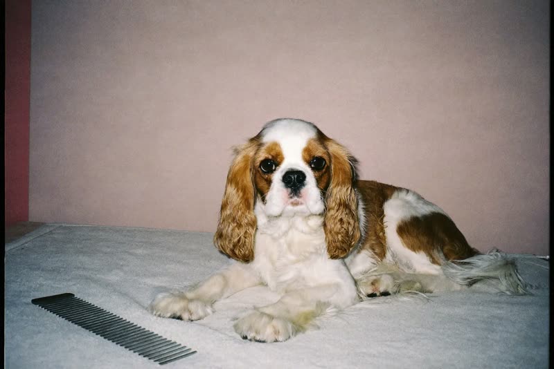 A freshly groomed spaniel resting after its appointment