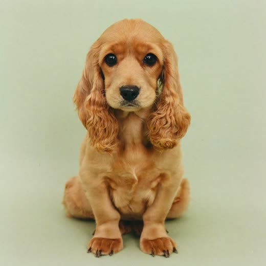 A freshly clipped cockapoo