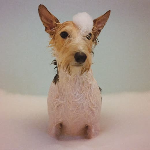 A small dog mid-bath, coat lathered with suds