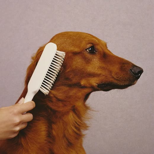 A long-coated dog being brushed out